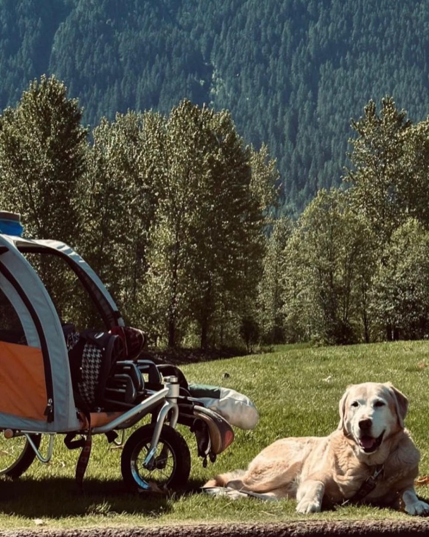 Dogs + @pgachampionship Golf = Best Weekend Ever! 💚🐾🐶😆 Happy #cartbuddyfriday 

We hope you and your pups enjoy this PAW-some golf🔥🐾🐶 and have a great weekend! 🏌🏻&zwj;♂️💛

To be featured next week, use the hashtag #cartbuddyfriday or tag/DM